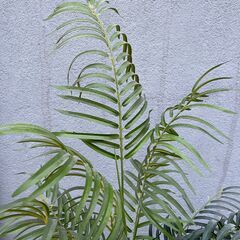 ★ フェイクグリーン フィロデンドロン 全長約180cm 造花 観葉植物 の画像