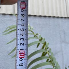 ★ フェイクグリーン フィロデンドロン 全長約180cm 造花 観葉植物 の画像