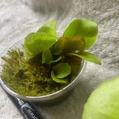 ビカクシダの画像