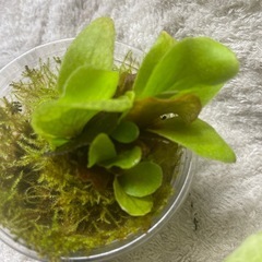 ビカクシダの画像