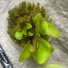 ビカクシダの画像