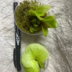 ビカクシダの画像