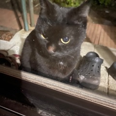 黒猫🌸さくら猫さんの家族を募集します　※長野県