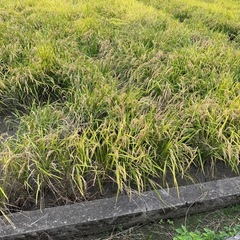 米きぬむすめ赤磐市産の画像