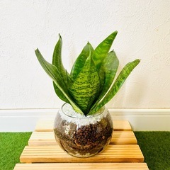 サンスベリア　ハニー　観葉植物　ハイドロカルチャー【Ｂ】の画像