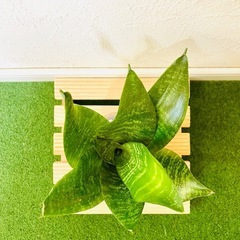 サンスベリア　ハニー　観葉植物　ハイドロカルチャー【Ｂ】の画像