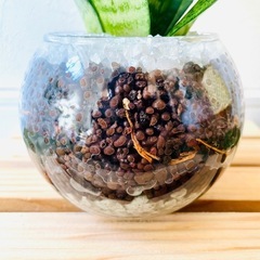 サンスベリア　ハニー　観葉植物　ハイドロカルチャー【Ｂ】の画像