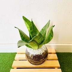 サンスベリア　ハニー　観葉植物　ハイドロカルチャー【Ｂ】の画像