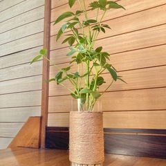 観葉植物　カポックとガラス製鉢カバーの画像