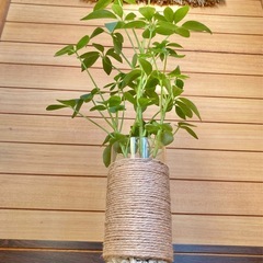 観葉植物　カポックとガラス製鉢カバーの画像
