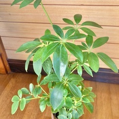 観葉植物　カポックとガラス製鉢カバーの画像