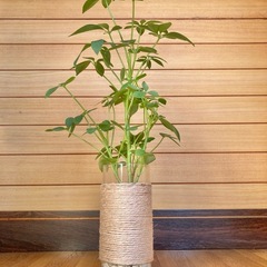 観葉植物　カポックとガラス製鉢カバーの画像
