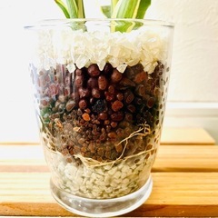 サンデリアーナ　ビクトリー　２本仕立て　観葉植物　ハイドロカルチャー【Ｂ】の画像