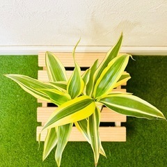 サンデリアーナ　ビクトリー　２本仕立て　観葉植物　ハイドロカルチャー【Ｂ】の画像