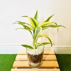 サンデリアーナ　ビクトリー　２本仕立て　観葉植物　ハイドロカルチャー【Ｂ】の画像