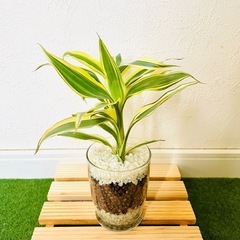 サンデリアーナ　ビクトリー　２本仕立て　観葉植物　ハイドロカルチャー【Ｂ】の画像