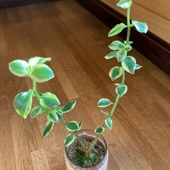 多肉植物　クラッスラ　サルメントーサの画像