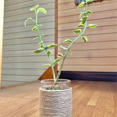 多肉植物　クラッスラ　サルメントーサの画像