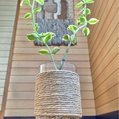 多肉植物　クラッスラ　サルメントーサの画像