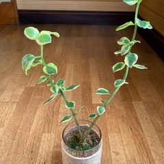 多肉植物　クラッスラ　サルメントーサの画像