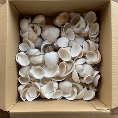 貝殻とシーグラスの画像