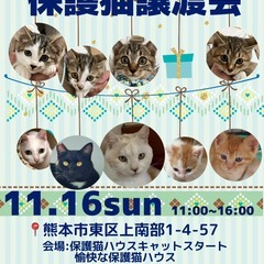 ⭐️猫カフェみたいな😻ふれあい譲渡会🌟