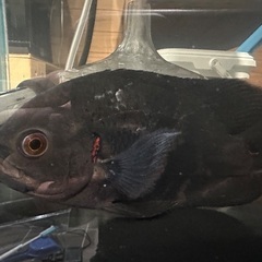 ワイルドオスカーの画像