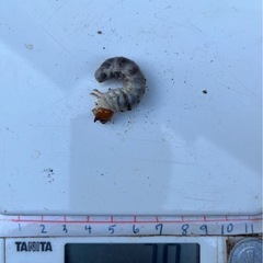 パラワンオオヒラタクワガタ幼虫の画像