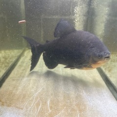 水槽2台と魚2匹全部セット込みの画像