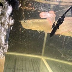 水槽2台と魚2匹全部セット込みの画像