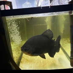 魚2匹セット売ります。の画像