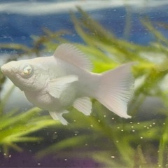 【なかひらぼブリード】ブルーアイプラチナホワイトバルーンモーリー（若魚1匹」）の画像
