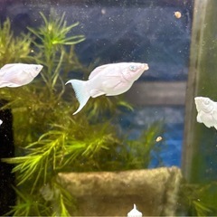 【なかひらぼブリード】ブルーアイプラチナホワイトバルーンモーリー（若魚1匹」）の画像