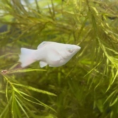 【なかひらぼブリード】ブルーアイプラチナホワイトバルーンモーリー（若魚1匹」）の画像