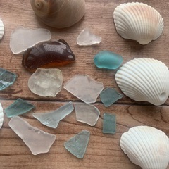 貝殻とシーグラスの画像