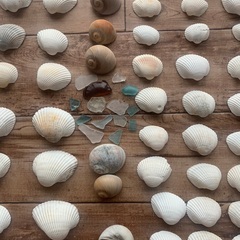 貝殻とシーグラスの画像