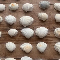 貝殻とシーグラスの画像