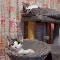 みことくん - 猫