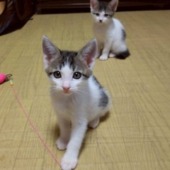 みことくん - 下関市