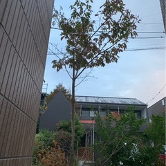 アオダモ　雑木
の画像