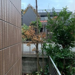 アオダモ　雑木
の画像