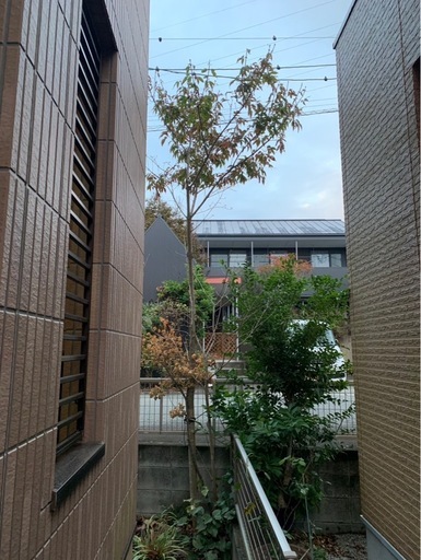 アオダモ　雑木