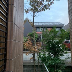 アオダモ　雑木
の画像