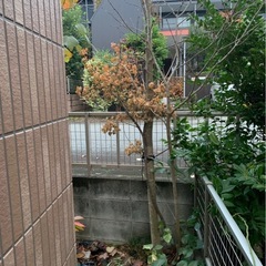 アオダモ　雑木
の画像