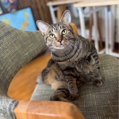 チュール大好きお話しします