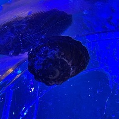 海水魚 サンゴ ナガレハナサンゴ➕スーパーシッタカ貝の画像