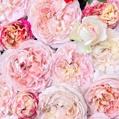 薔薇　苗木　　の画像