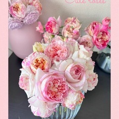 薔薇　苗木　　の画像