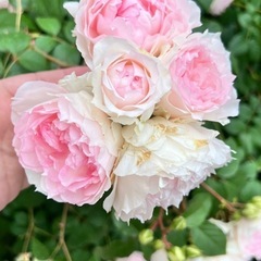 薔薇　苗木　　の画像