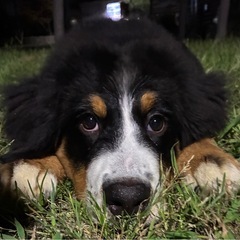 バーニーズマウンテン　一旦締めます